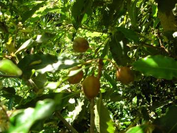 Fotografia da espécie Pittosporum undulatum