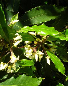 Fotografia 8 da espécie Pittosporum undulatum no Jardim Botânico UTAD