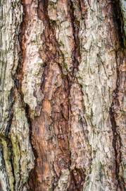 Fotografia da espécie Pinus radiata