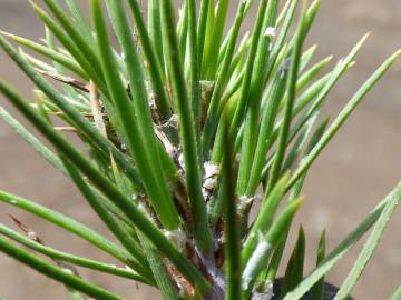 Fotografia da espécie Pinus radiata