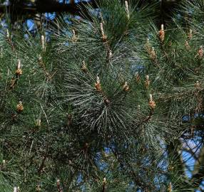 Fotografia da espécie Pinus radiata