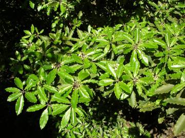 Fotografia da espécie Pittosporum undulatum