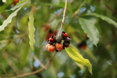 Fotografia da espécie Pittosporum undulatum