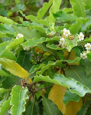 Fotografia 11 da espécie Pittosporum undulatum no Jardim Botânico UTAD