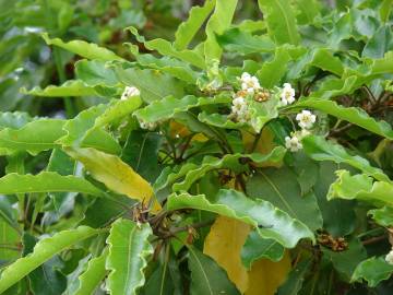 Fotografia da espécie Pittosporum undulatum