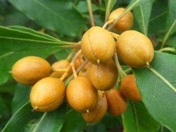 Fotografia da espécie Pittosporum undulatum