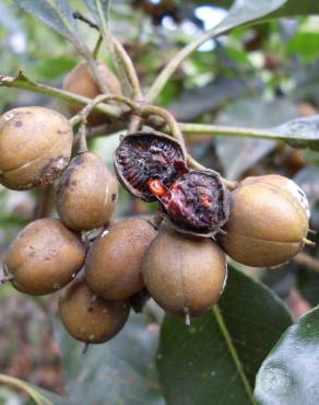 Fotografia 14 da espécie Pittosporum undulatum no Jardim Botânico UTAD