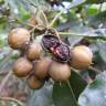 Fotografia 14 da espécie Pittosporum undulatum do Jardim Botânico UTAD