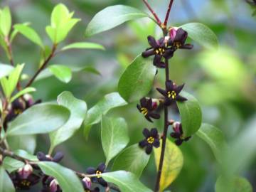 Fotografia da espécie Pittosporum tenuifolium