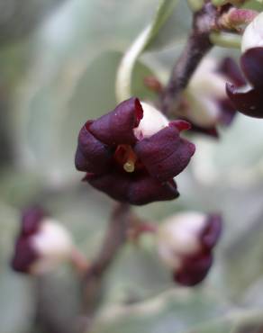 Fotografia 7 da espécie Pittosporum tenuifolium no Jardim Botânico UTAD