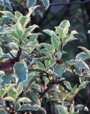 Fotografia 8 da espécie Pittosporum tenuifolium no Jardim Botânico UTAD