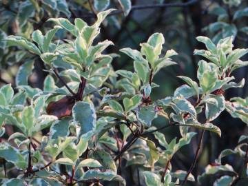 Fotografia da espécie Pittosporum tenuifolium