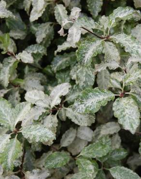 Fotografia 9 da espécie Pittosporum tenuifolium no Jardim Botânico UTAD