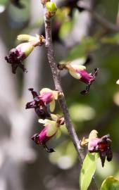 Fotografia da espécie Pittosporum tenuifolium