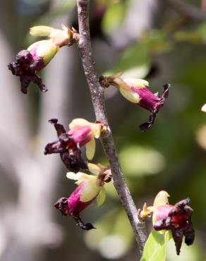 Fotografia 10 da espécie Pittosporum tenuifolium no Jardim Botânico UTAD