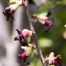 Fotografia 10 da espécie Pittosporum tenuifolium do Jardim Botânico UTAD