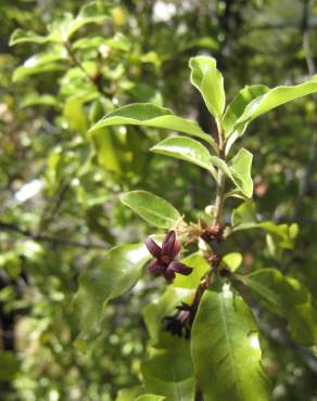 Fotografia 11 da espécie Pittosporum tenuifolium no Jardim Botânico UTAD