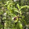 Fotografia 11 da espécie Pittosporum tenuifolium do Jardim Botânico UTAD