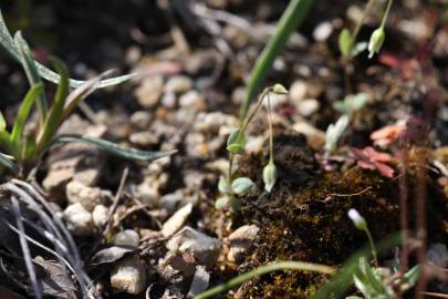 Fotografia da espécie Holosteum umbellatum