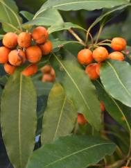 Pittosporum undulatum