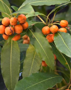 Fotografia 1 da espécie Pittosporum undulatum no Jardim Botânico UTAD