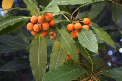 Fotografia da espécie Pittosporum undulatum