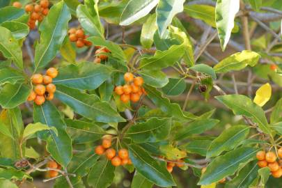 Fotografia da espécie Pittosporum undulatum