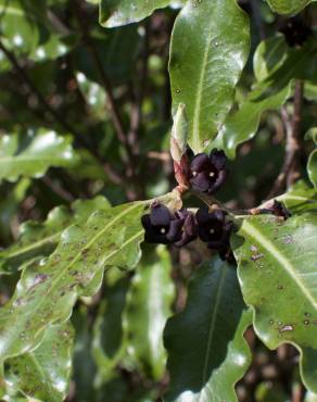 Fotografia 12 da espécie Pittosporum tenuifolium no Jardim Botânico UTAD