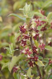 Fotografia da espécie Pittosporum tenuifolium