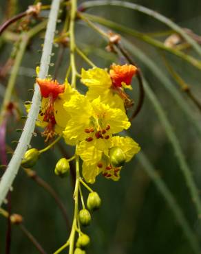 Fotografia 8 da espécie Parkinsonia aculeata no Jardim Botânico UTAD