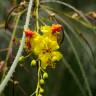 Fotografia 8 da espécie Parkinsonia aculeata do Jardim Botânico UTAD