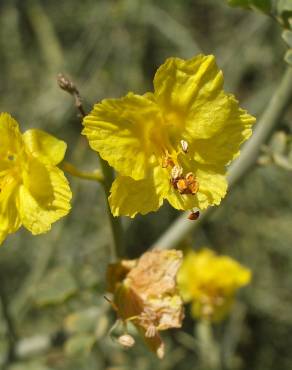 Fotografia 10 da espécie Parkinsonia aculeata no Jardim Botânico UTAD