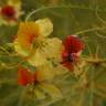 Fotografia 12 da espécie Parkinsonia aculeata do Jardim Botânico UTAD