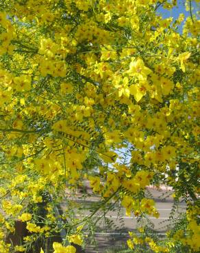 Fotografia 13 da espécie Parkinsonia aculeata no Jardim Botânico UTAD