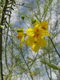 Fotografia da espécie Parkinsonia aculeata