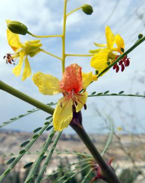 Fotografia 17 da espécie Parkinsonia aculeata no Jardim Botânico UTAD