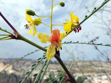 Fotografia da espécie Parkinsonia aculeata