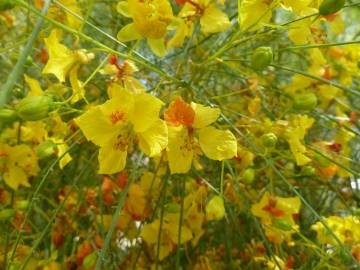 Fotografia da espécie Parkinsonia aculeata