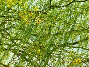 Fotografia da espécie Parkinsonia aculeata