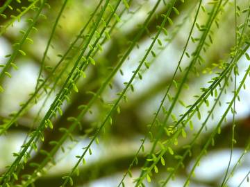 Fotografia da espécie Parkinsonia aculeata