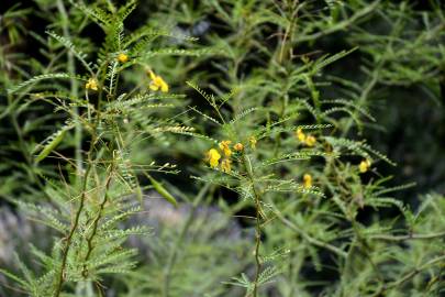 Fotografia da espécie Parkinsonia aculeata