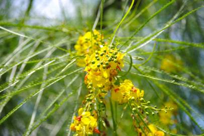 Fotografia da espécie Parkinsonia aculeata