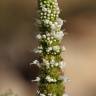 Fotografia 4 da espécie Mentha suaveolens do Jardim Botânico UTAD