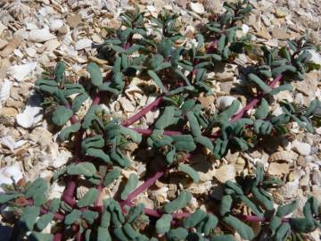 Fotografia da espécie Euphorbia peplis