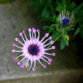 Fotografia da espécie Dimorphotheca fruticosa