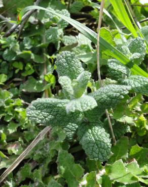 Fotografia 5 da espécie Mentha suaveolens no Jardim Botânico UTAD