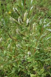 Fotografia da espécie Mentha suaveolens