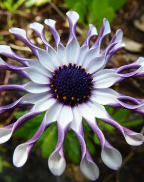 Fotografia 1 da espécie Dimorphotheca fruticosa no Jardim Botânico UTAD