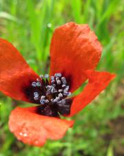 Fotografia da espécie Papaver argemone