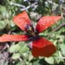 Fotografia 10 da espécie Papaver argemone do Jardim Botânico UTAD